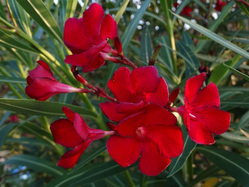Affittacamere Graziella Βερνάτσα Εξωτερικό φωτογραφία